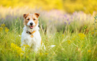 what to do if a dog dies at home