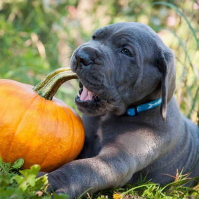 Seasonal snacks for your pet: Autumn edition