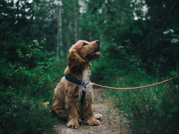 Exercising Dog