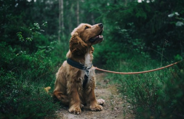 Exercising Dog